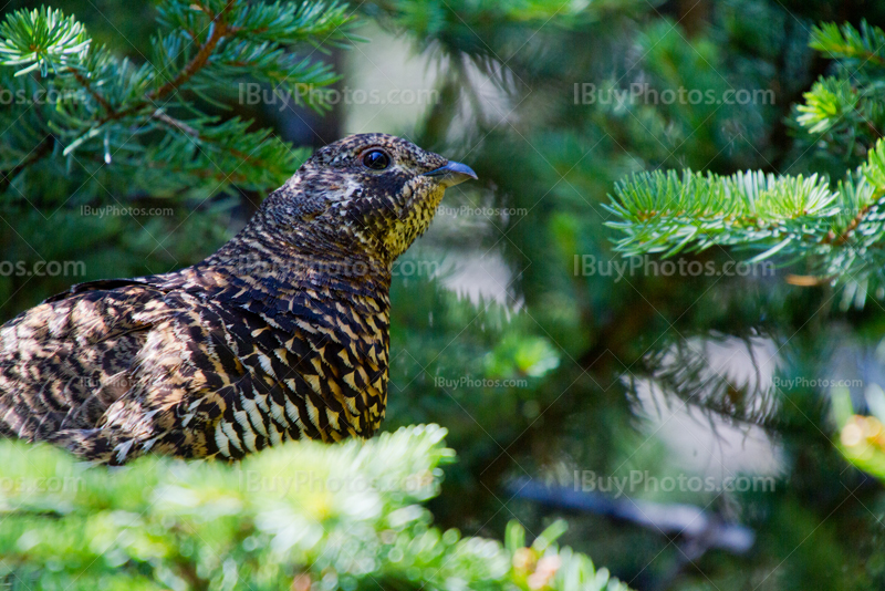 Tétras, oiseau perché dans branches de sapin dans les Rocheuses en Alberta
