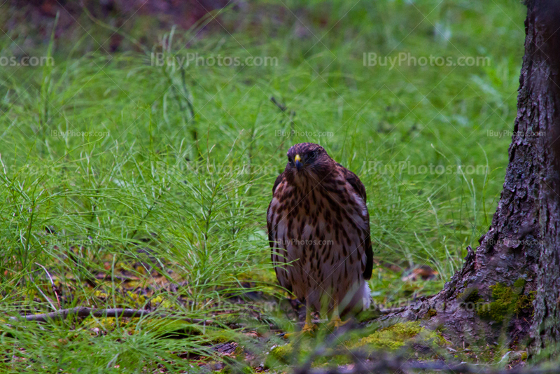 Hawk standing on ground beside tree, Alberta bird