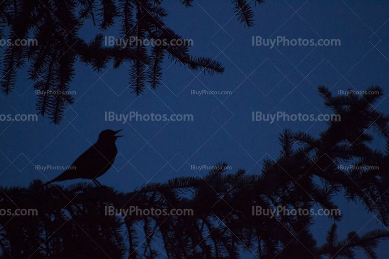 Bird branch night 001