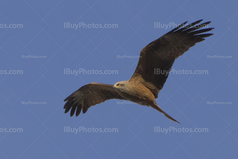 Bird of prey flying 001