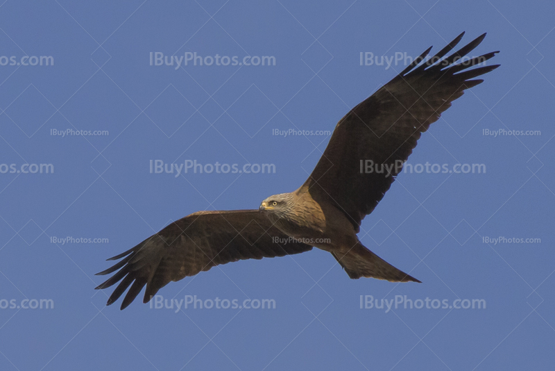 Bird of prey flying 002