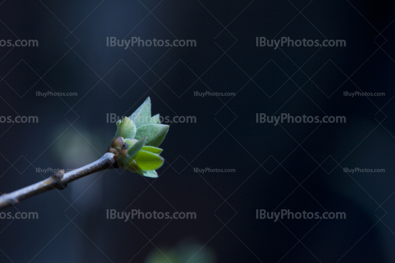 Tree bud on branch tip