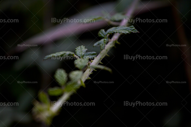 Bramble thorns and leaves close up shot