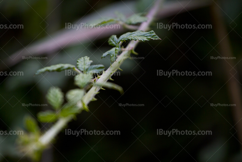 Bramble close up with thorns and leaves