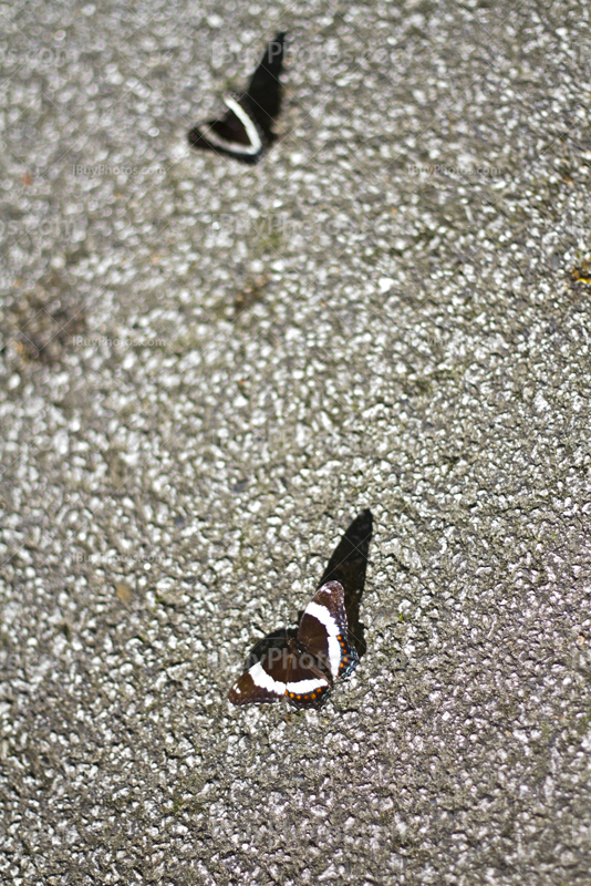 Papillons ailes ouvertes, posés sur route asphaltée