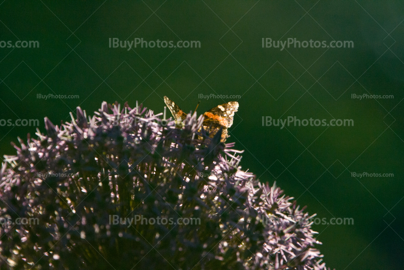 Butterfly spread wings on flower