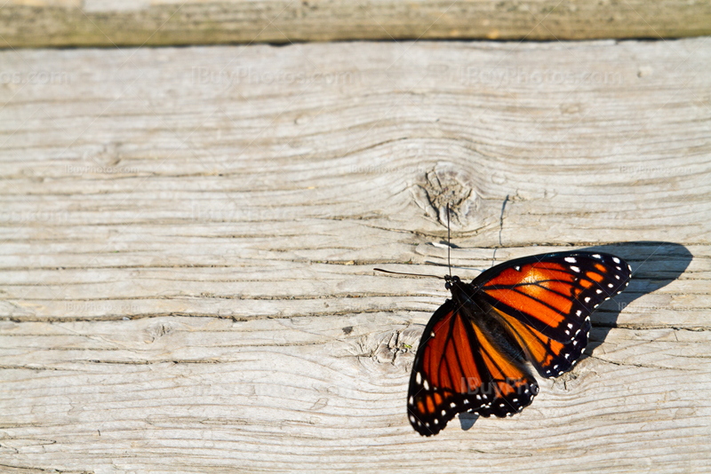 Wings open butterfly on wooden jetty plank, Monarch