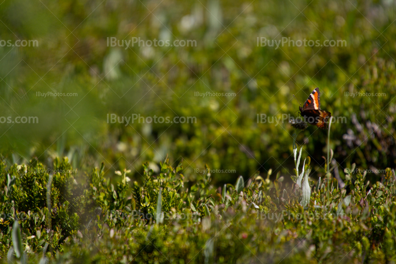 Butterfly on the grass on blurry background