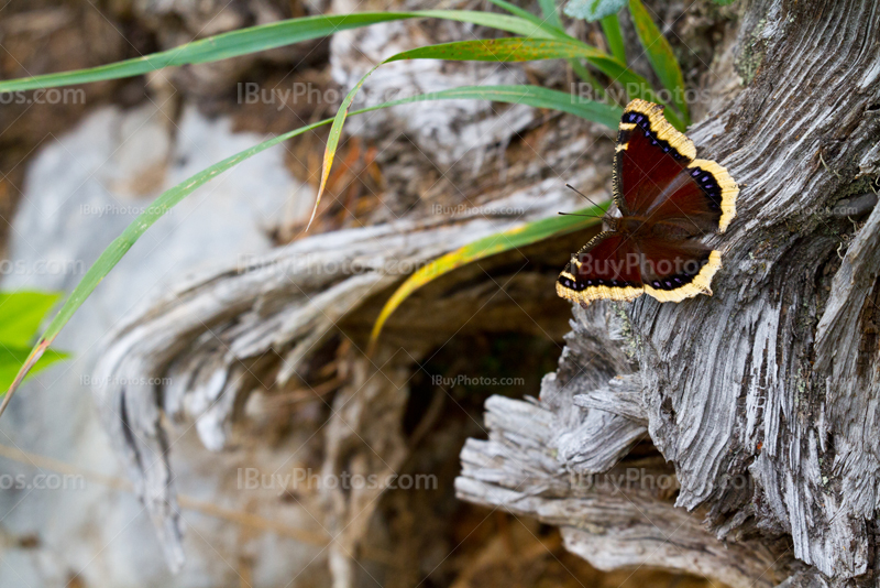 Papillon jaune et marron sur souche d'arbre
