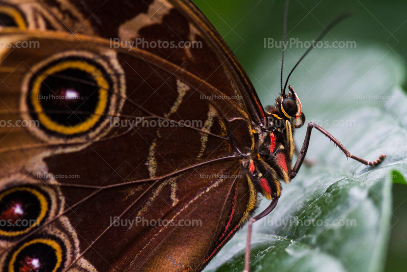 Macrophotographie de papillon sur feuille, morpho bleu