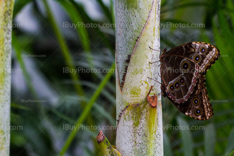 Buterflies duo on plant stalk, blue morpho