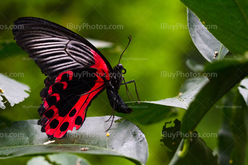 Papillon pond des œufs sur une feuille, porte-queue écarlate