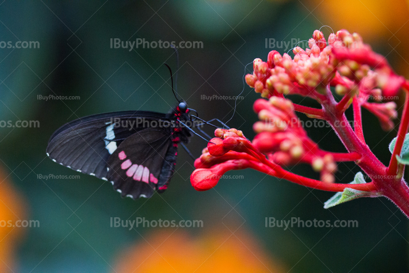 Butterfly on red flower, Transandean cattleheart