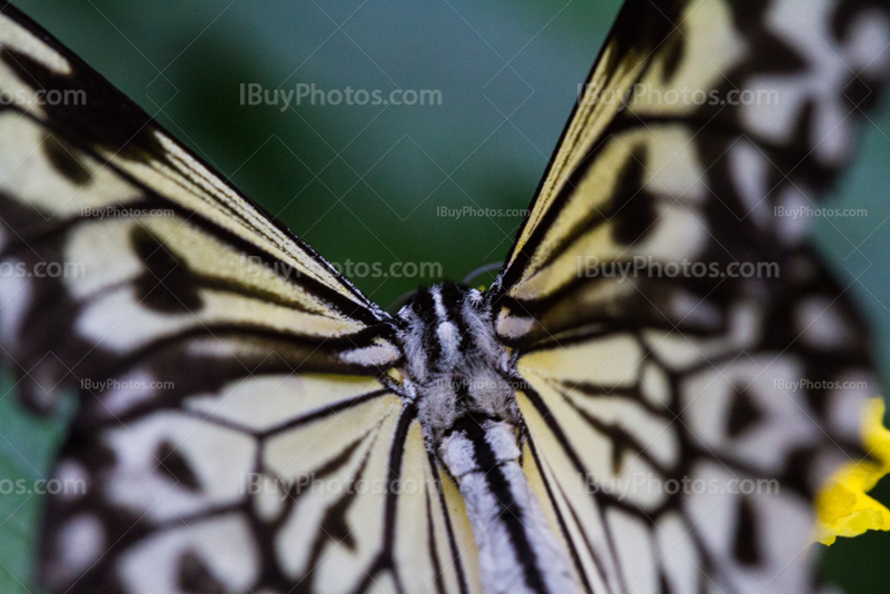 Macrophotographie de papillon leuconé