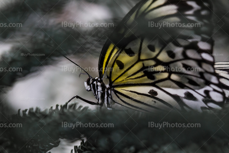 Papillon sur branche de sapin, leuconé