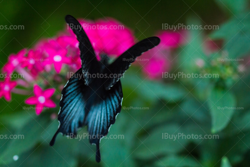 Butterfly flying above flower and opening wings