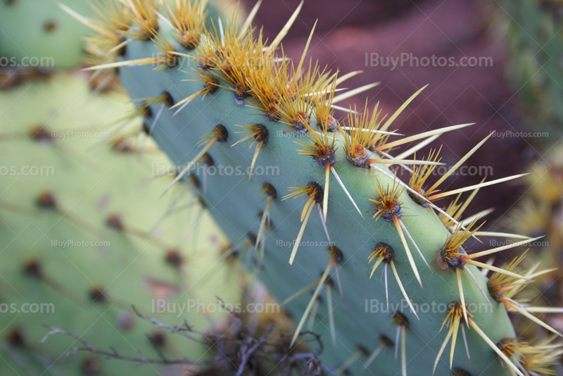 Paddle cactus thorns close up