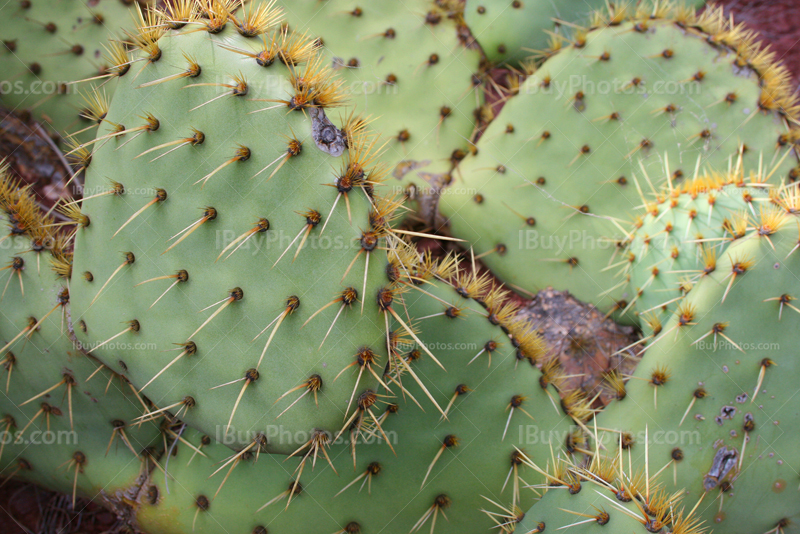 Prickly pear cactus with glochids spines, Opuntia