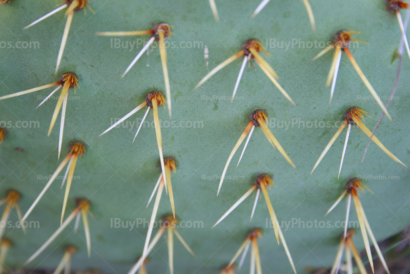 Opuntia cactus close up with thorns, Opuntia glochids