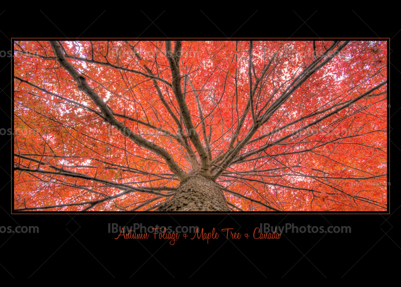 Feuillage Automne Noir Carte 001 Photo Card black autumn foliage 001