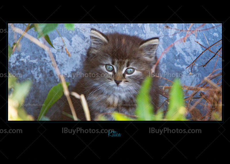 Card black kitten 001