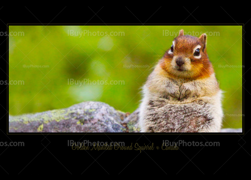 Card Black Squirrel 001 Photo Card black squirrel 001