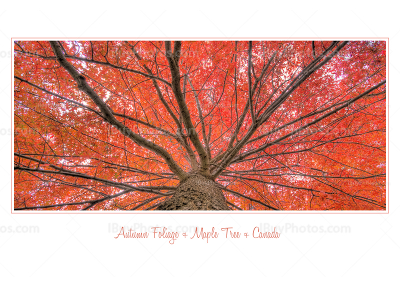 Card white autumn foliage 001