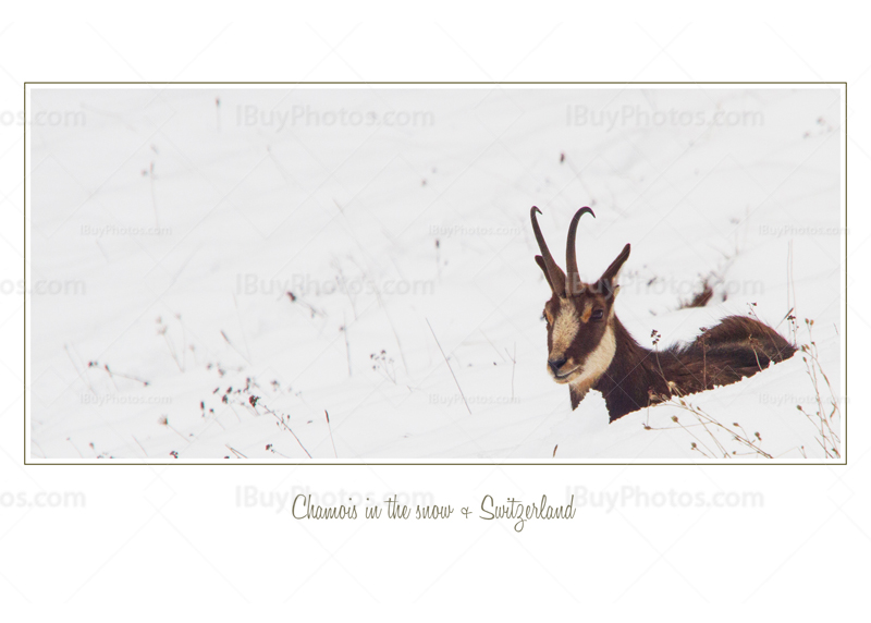 Chamois Blanc Carte 001 Photo Card white chamois 001