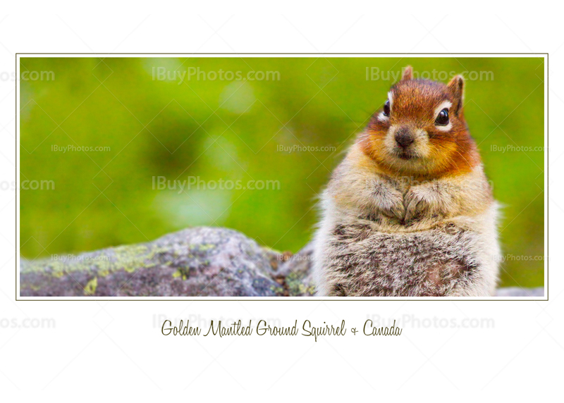 Card White Squirrel 001 Photo Card white squirrel 001