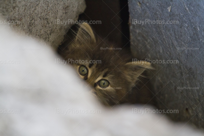 Tête de petit chat se cache derrière une pierre