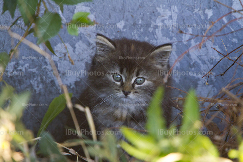 Cute little cat portrait among plants