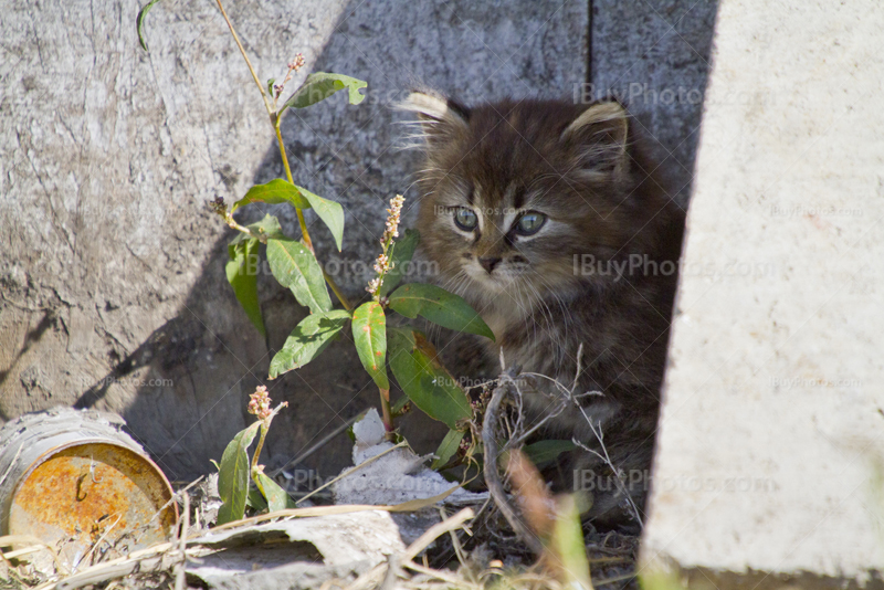 Cute little cat sitting beside plant in front of wall