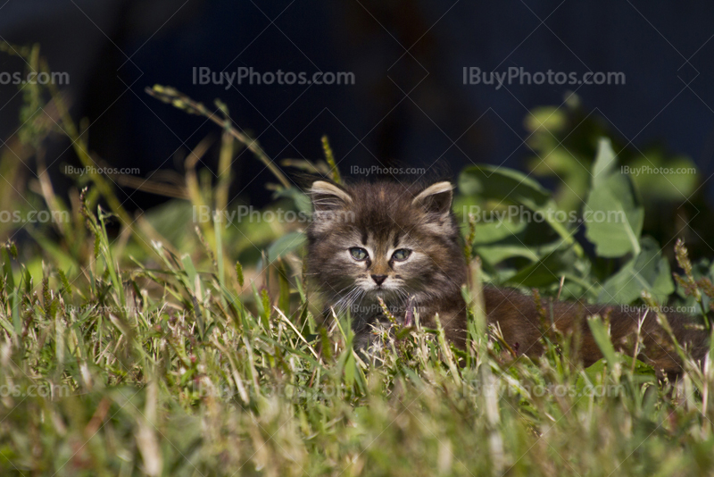 Chaton dans herbe, petit chat qui marche dans herbe