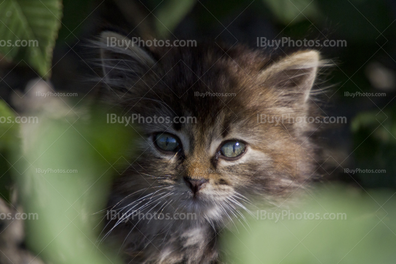 Cute kitten portrait in nature