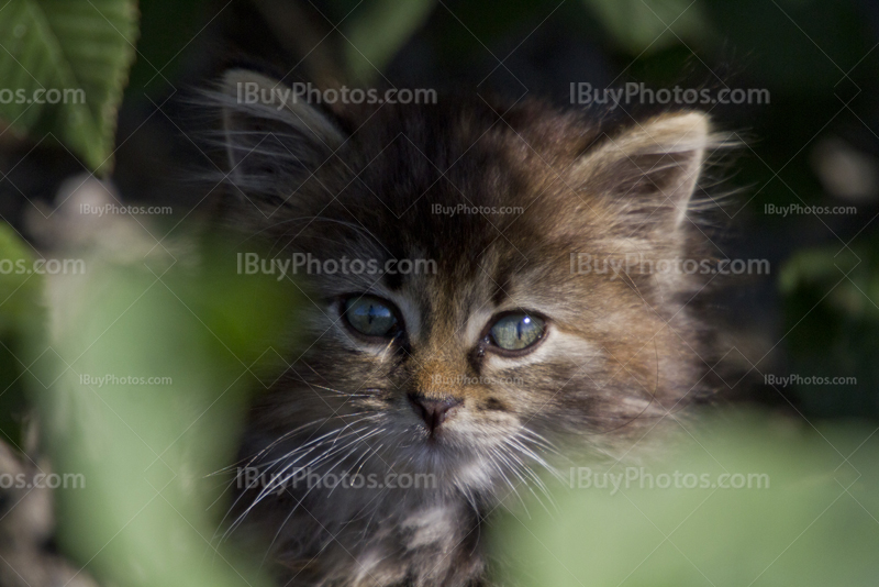 Portrait de chaton dans la nature