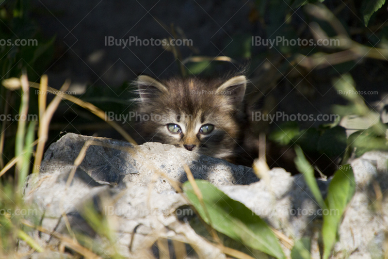 Chaton qui se cache derrière une pierre