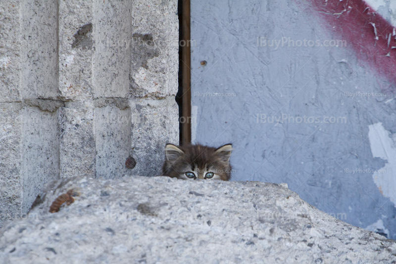 Kitten showing head, hiding behind rock