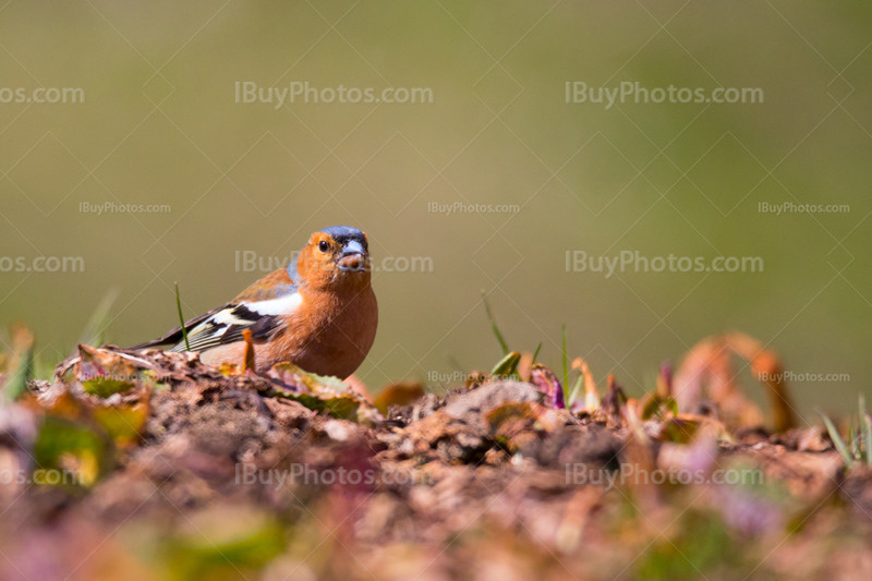 Chaffinch 001