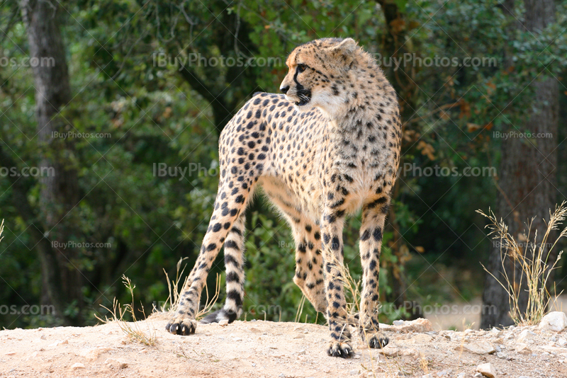 Guépard debout sur colline, monticule de terre