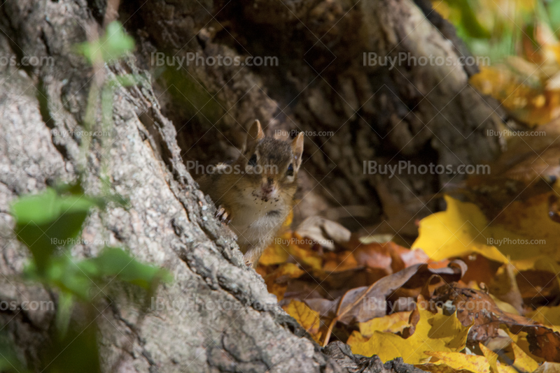 Chipmunk showing head on trunk with colored leaves