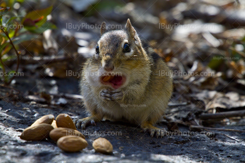 Tamia, petit suisse mange des amandes et noix