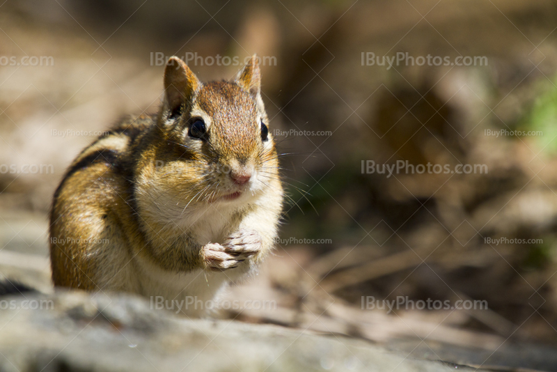 Chipmunk eating almonds on rock