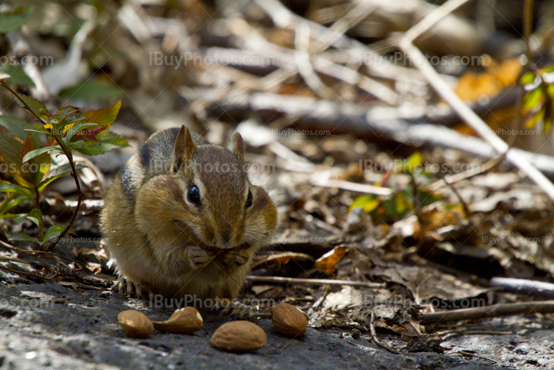 Chipmunk eating nuts on rock