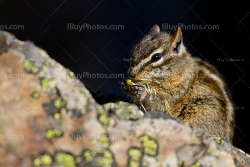 Chipmunk eating nut on rock