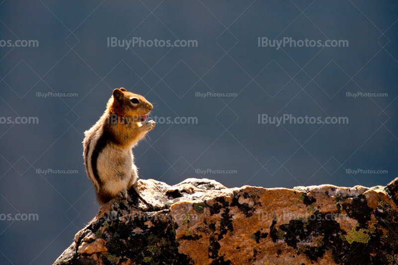 Chipmunk standing on rock under sunlight