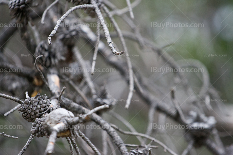 Pine cones among branches