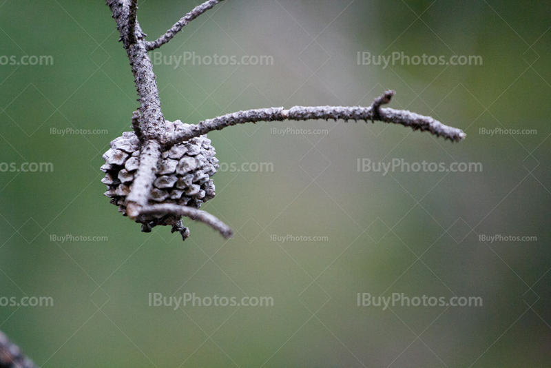 Pine cone on branch on blurry background