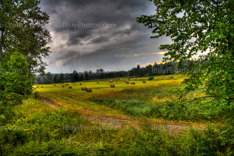 Champsde culture en photo HDR avec chemin sous arbres et ciel nuageux