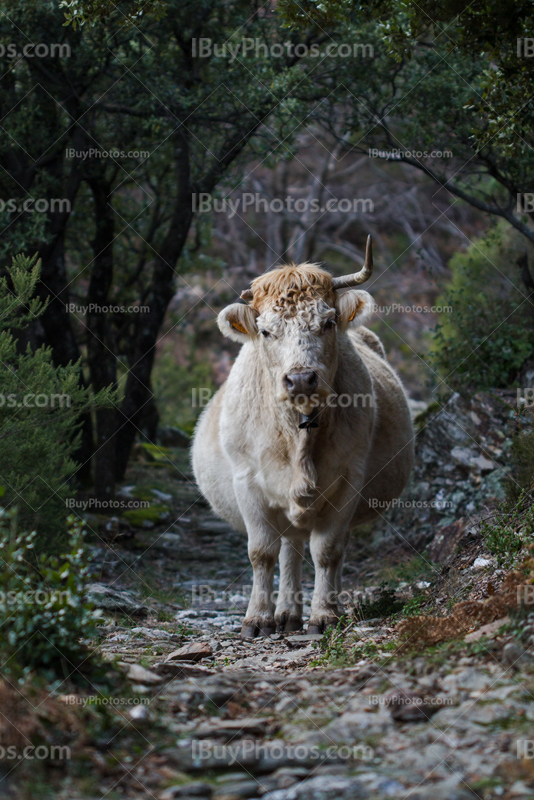 Grosse vache blanche regarde