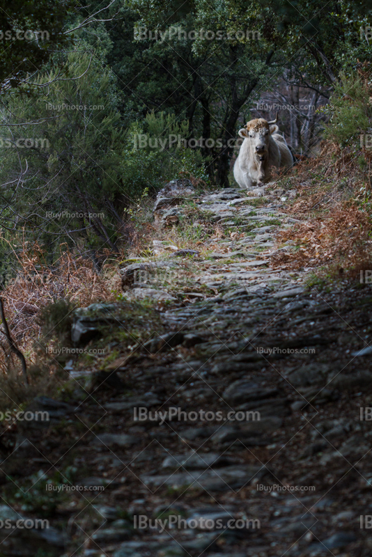 Cow on trail in nature